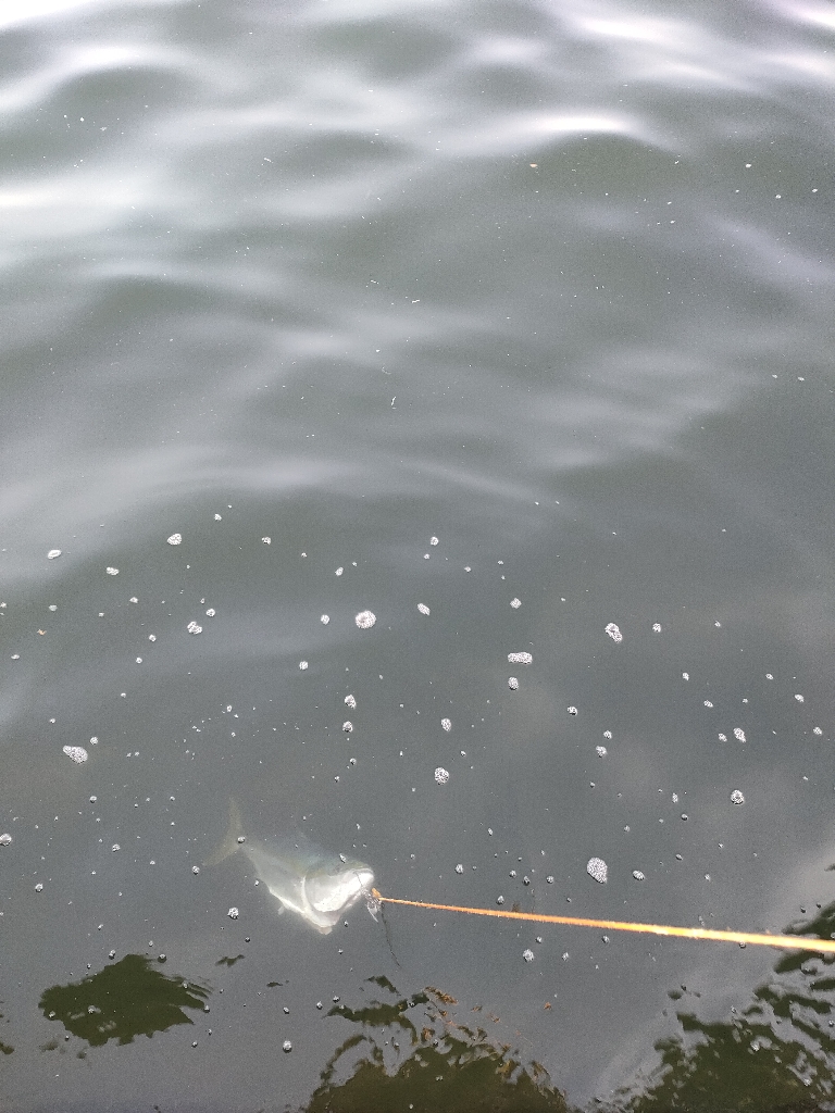 今シーズン青物7匹目はノマセ釣りで。