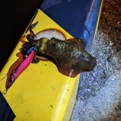 イカさん釣れるのナイトのみฅ-ω-ฅ…