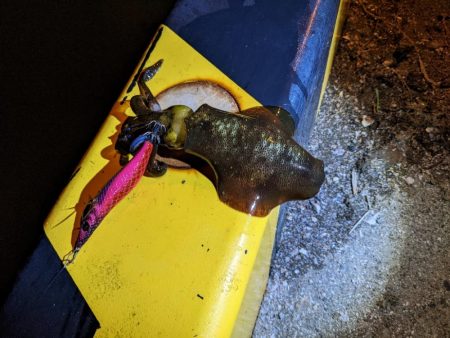 イカさん釣れるのナイトのみฅ-ω-ฅ…