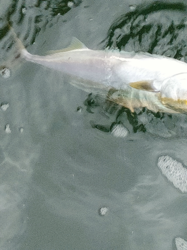 ノマセ釣りでまたハマチ