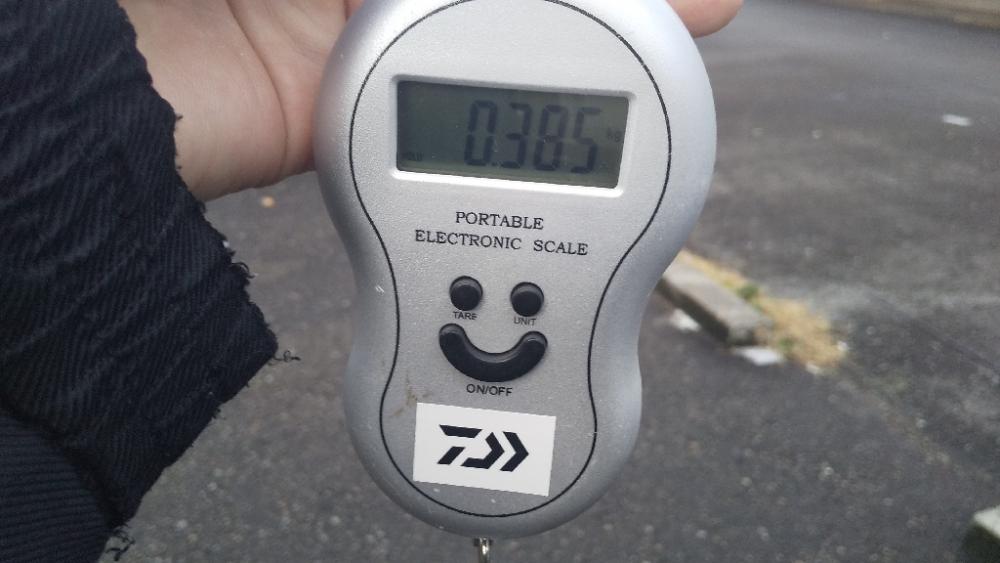 久しぶりのアオリイカ