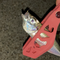 アジ釣り