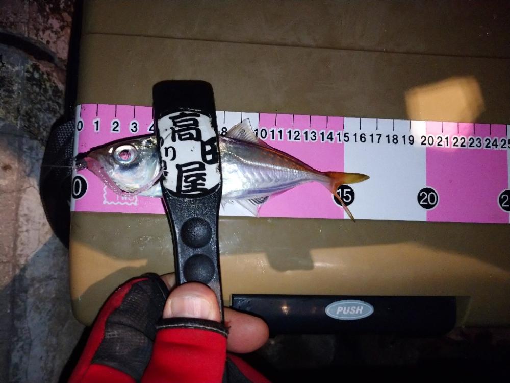 ご近所アジング