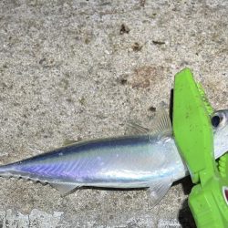 30匹オーバーアジング