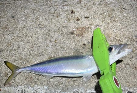 30匹オーバーアジング