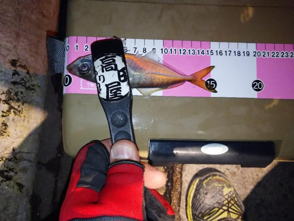 癒しの豆アジング