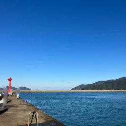 アイゴ祭りに、大きめアジに、ついにサヨリが!