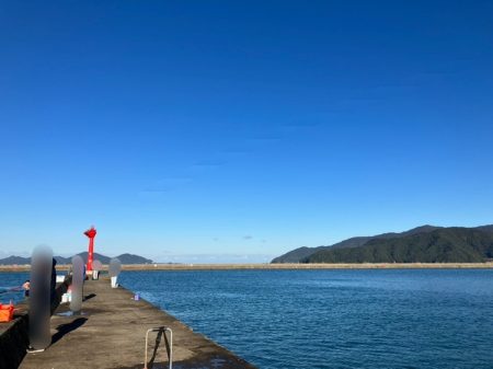 アイゴ祭りに、大きめアジに、ついにサヨリが!