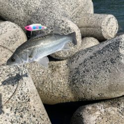 引き続き次の日も同じ場所