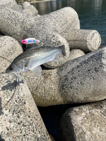 引き続き次の日も同じ場所