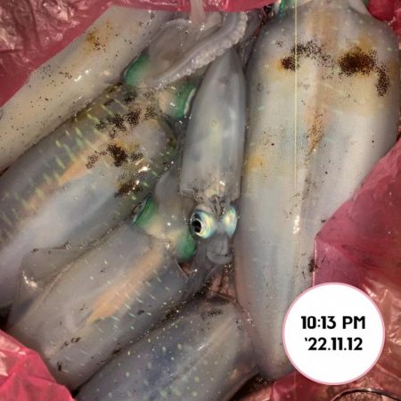 ナイトエギング