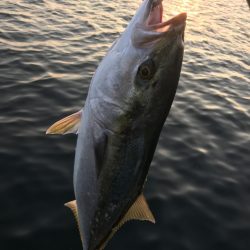 もう少しでブリ