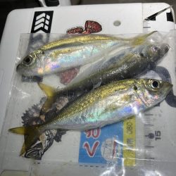 流れが強いアジング