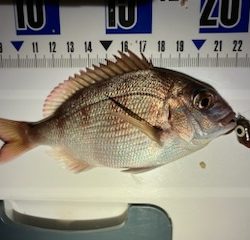 虫ヘッド最強！