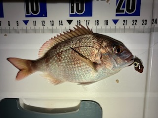 虫ヘッド最強！