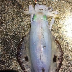 2022 佐渡ヶ島エギング 51回目【11月22日】