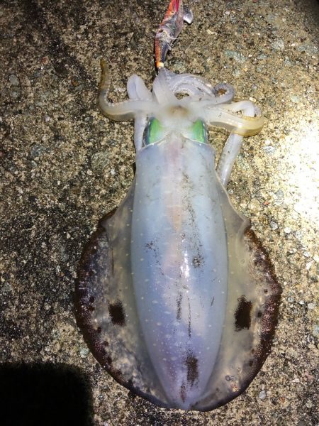 2022 佐渡ヶ島エギング 51回目【11月22日】