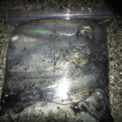 ヤエンでアオリイカ7杯GET