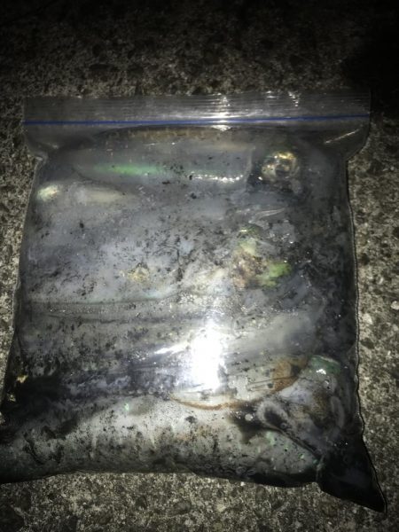 ヤエンでアオリイカ7杯GET