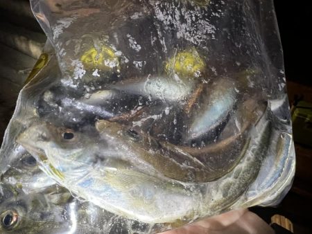 兄弟でアジング！！