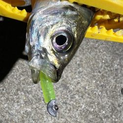 鯵を探して三千里Ver.4