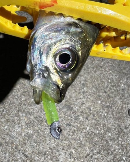 鯵を探して三千里Ver.4