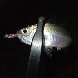 豆アジ好調キープ