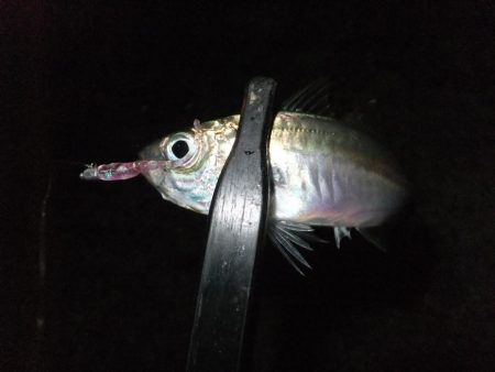 豆アジ好調キープ