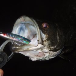 河川シーバス終盤戦