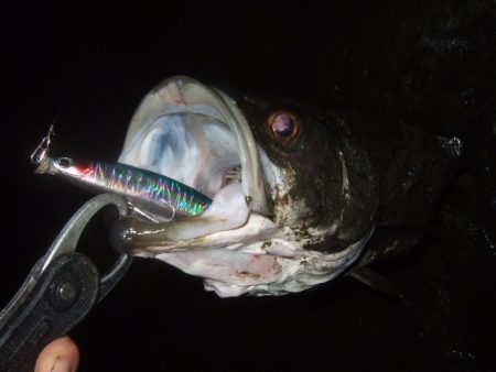 河川シーバス終盤戦