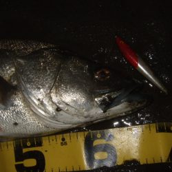 ハイシーズン終了を感じる釣行