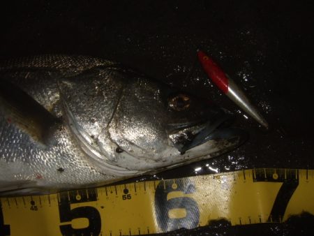 ハイシーズン終了を感じる釣行