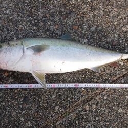 寝坊でメジロ！