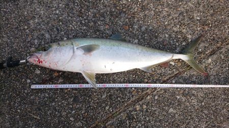 寝坊でメジロ！