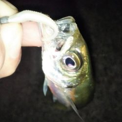 予期せぬ豆アジング