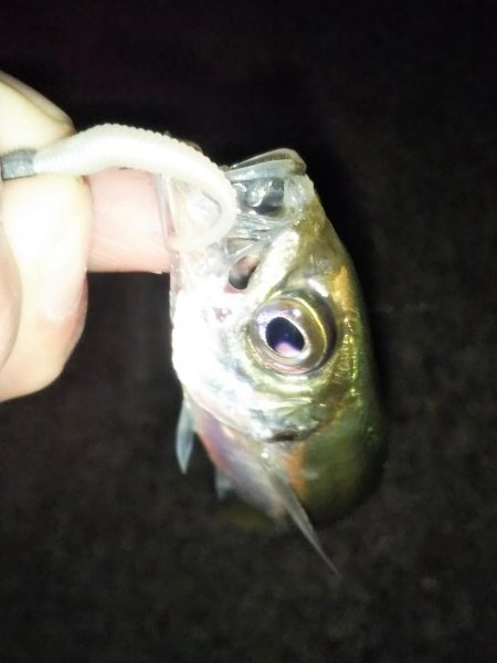 予期せぬ豆アジング