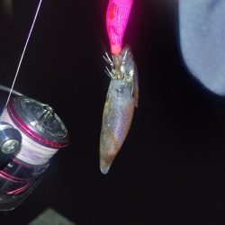 夜釣りヒイカ