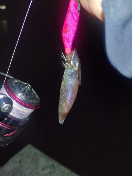 夜釣りヒイカ