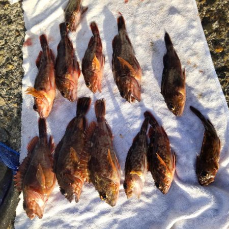 ヒラメ狙いの飲ませ。