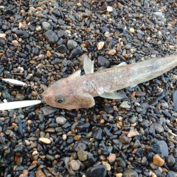 サーフエギング&ショアジギング