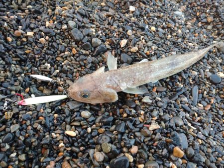 サーフエギング&ショアジギング