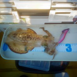 まさかのヒラマサ