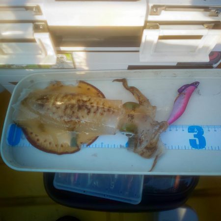 まさかのヒラマサ