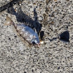 小アジとアイゴ