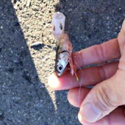 アイゴだけじゃない!!