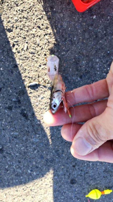 アイゴだけじゃない!!