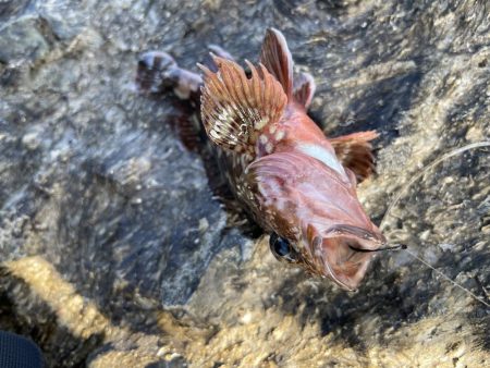 穴釣りファミリーフィッシング