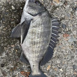 イチノ兄弟(兄)釣果!