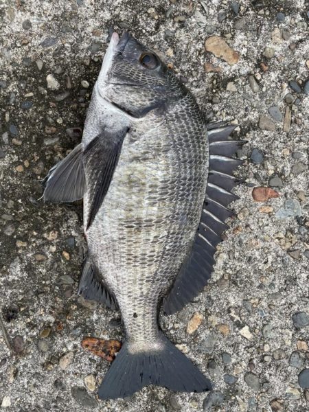 イチノ兄弟(兄)釣果!