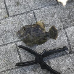 初めてのカワハギ釣り